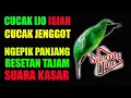 Download Lagu CUCAK IJO ISIAN CUCAK JENGGOT, Ngepik Panjang, Besetan Tajam \u0026 Suara Kasar cocok buat pancingan