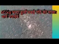Lagu fresh water fish of Nepal. golden masheer, babai river Nepal