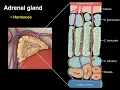 Adrenal gland