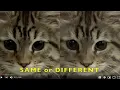 SAME or DIFFERENT COMPARE or CONTRAST Educational KIDS K-3