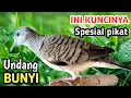 Lagu “Suara Terapi Perkutut Alam Liar: Bikin Burung Cepat Gacor \u0026 Langsung Nyaut!