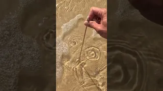 GIANT BEACH WORM from Australia