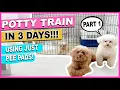 HOW TO POTTY TRAIN YOUR NEW PUPPY QUICKLY Part 1 The Complete Process The Poodle Mom