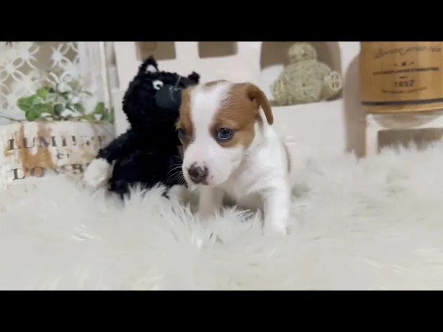 動画