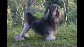 الكلب الأسد المسرحية العالمية 