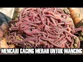 Lagu TEMPAT CARI CACING MERAH, CACING SUSU, ATAU CACING ANC UNTUK MANCING || FISH HUNTER KALIMANTAN