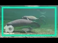 Florida wildlife s see early success with manatee lettuce feeding program