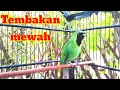 Download Lagu Cucak Ijo Tembakan Mewah Luar Biasa