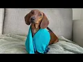 Download Lagu Mini dachshund beats the heat!