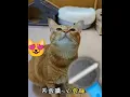 Download Lagu Kucing Bernyanyi sangat lucu dan menggemaskan #kucing #bernyanyi #kucingbernyanyi #menggemaskan