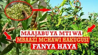 siri nzito ya mti wa mbaazi na mizizi yake mchawi hakugusi fanya haya 
