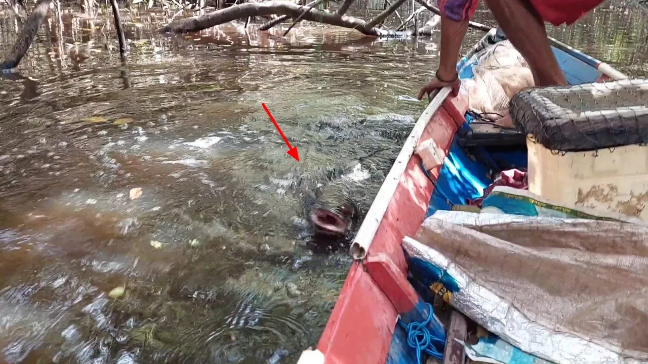 NAJUR IKAN TOMAN PART#37
