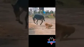 تمرد كلب مضحك جدا مقاطع مضحكة مواقف مضحكة قطط مضحكة فيديوهات مضحكة دموع الكوميديا 