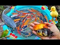 Mancing ikan cupang dikolam, ikan lele besar, ikan hias, ikan koi, ikan mas, kura kura asli, bebek