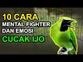 Download Lagu 10 Cara Menaikkan Mental CUCAK IJO agar FIGHTER dan EMOSI