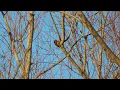 Downy Woodpecker busy wood-pecking