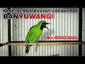Download Lagu PANCINGAN CUCAK IJO BANYUWANGI ORIGINAL SUARA DAHSYAT BIKIN EMOSI