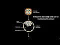 Embryonic stem cells can be maintained in culture