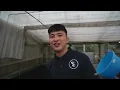 Japan's Secrets: Farming The Most Expensive Fish in The World!