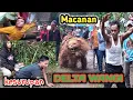 Download Lagu Tarian Macan  Jaranan Delta Wangi GumukCandi Songgon.