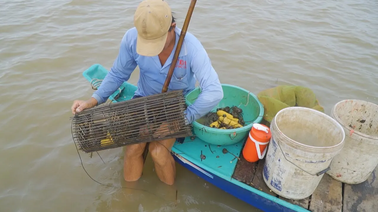Mưu Sinh Giữa Cánh Đồng Mùa Nước Nổi, Nghề Đặt Lọp Cua Đồng | Nét Quê #355