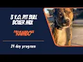 PIT BULL BOXER MIX DOG TRAINING