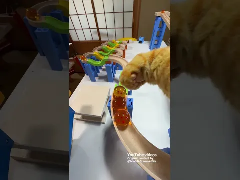 Marble Run and a Cat's Paw ☆ ASMR Video for Soothing and Laughter: Vol. 110