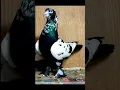Download Lagu pigeon images kabutar lover #kabutar #pigeon