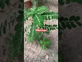 Download Lagu Meniran salah satu tanaman herbal disekitar kita #tanamanliar