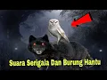 Download Lagu SERAM !!! Bunyi Burung Hantu Dan Serigala Di Malam Hari !!!