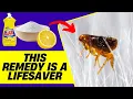 Download Lagu 5 Home Remedies to Kill Fleas in House Fast