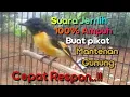 Download Lagu Suara Pikat Mantenan Gunung Terbaik Paling Ampuh