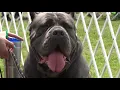Corso Corso 2019 Toledo Kennel Club