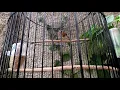 Download Lagu BURUNG GOLD FINCH 44
