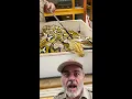 GIANT PYTHON EGGS AND A GIANT PYTHON