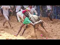 Lagu Kosavapatti Jallikattu 2026 Videos 08 | கொசவபட்டி ஜல்லிக்கட்டு 2026 Videos 07