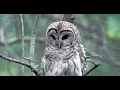 Wintering Raptors
