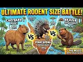 Capybaras Beavers Porcupines World s Ultimate Rodent Size Battle and their roles
