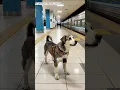 Download Lagu Anjing Setia Menunggu Pemilik di Stasiun Kereta 🚂🐶 | Inilah kesetiaan itu #shorts