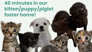 40 Minutes with our Foster Kittens, Piglets, and Puppy!
