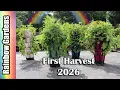First Big Pepper Harvest 2026 Jalapenos Red Bells Much More - Vertical