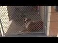 Empty the shelters adoption event extended through Aug 16
