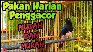 Download Perawatan Burung Tledekan Laut Biar Cepat Gacor MP3