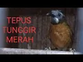 Download Lagu Suara burung tepus tunggir merah