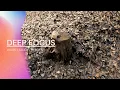 Little Squirrel - FULL FOCUS