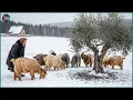Lagu A Peaceful Day in a Remote Village – Caring for Goats, Making Traditional Olive Oil \u0026 Harvesting
