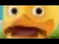 Crying Duck Meme Original Extended