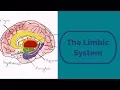 The Limbic System