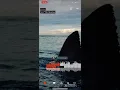 G1000 - sharks