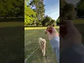Download Lagu Let the stick run back to me! #teddydog #teddy #dogtypes #dogbreeds #goldendoodles #cute